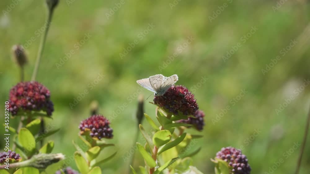 White butterfly sitting on red flower in meadow and flying away, close up, 4K White butterfly sitting on red flower in meadow and flying away, close up, 4K