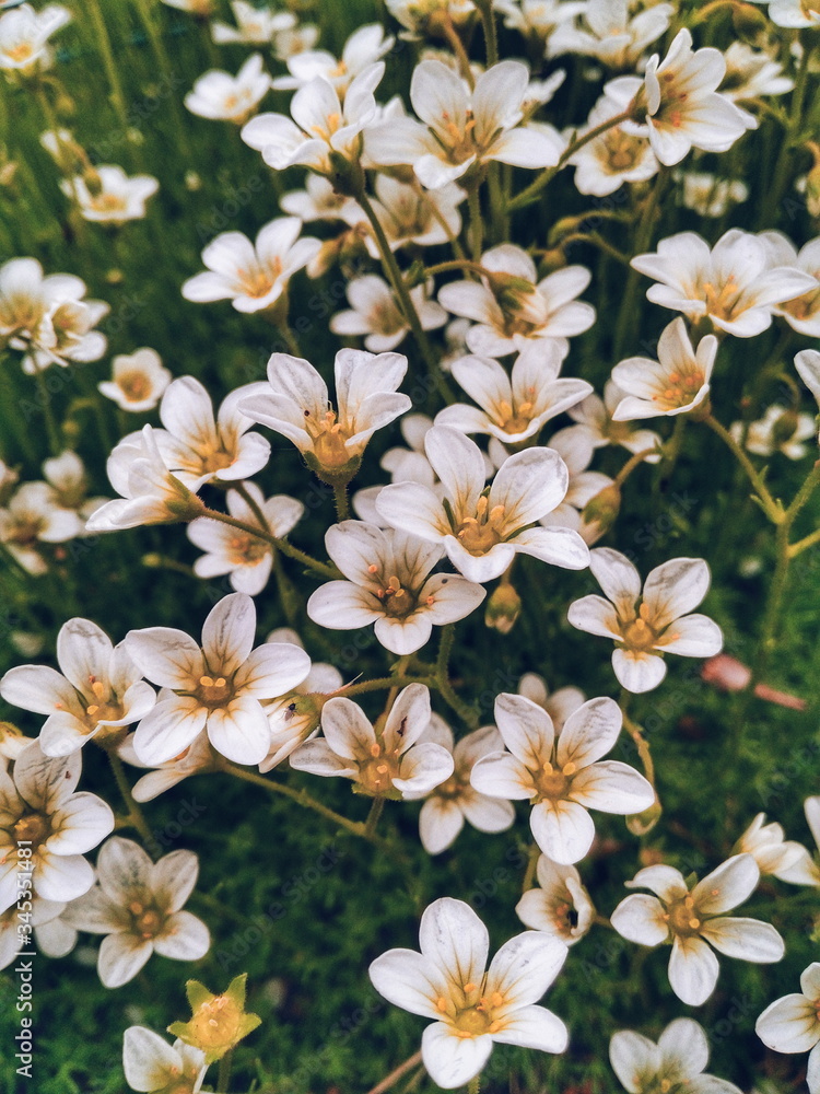 white flowers on a tree white flowers on a tree
