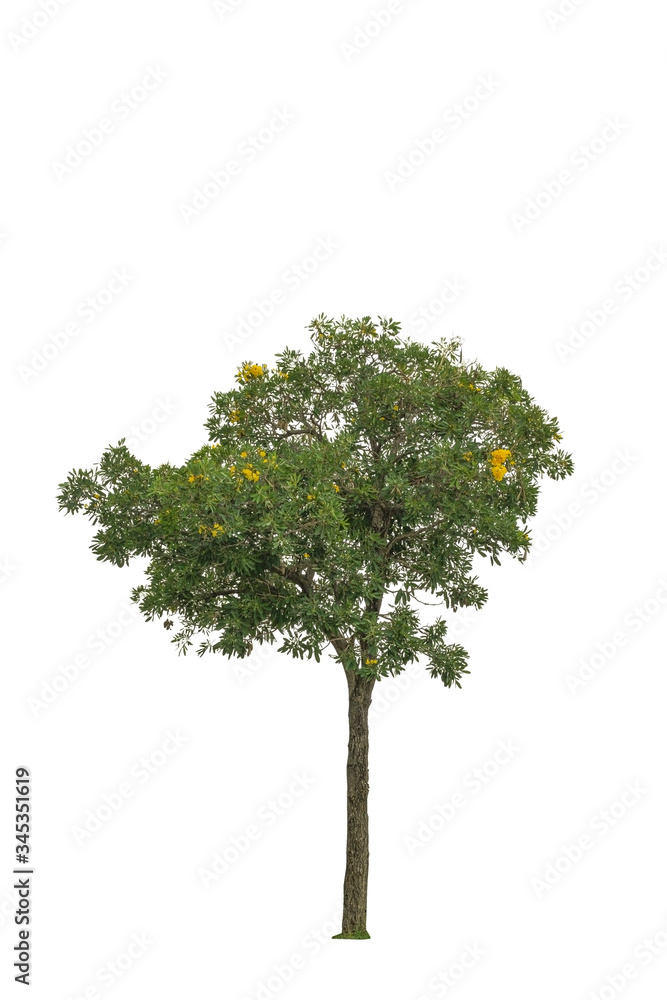 Tree isolated on a white background with a cliping path