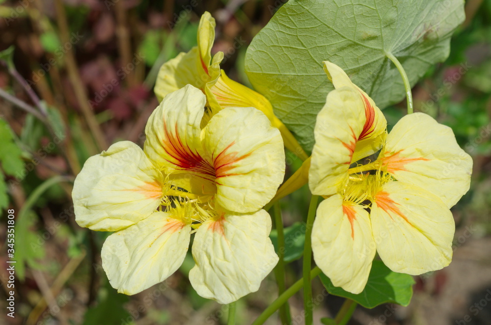 Nasturtium flowers (lat. Tropaeolum) close-up Nasturtium flowers (lat. Tropaeolum) close-up