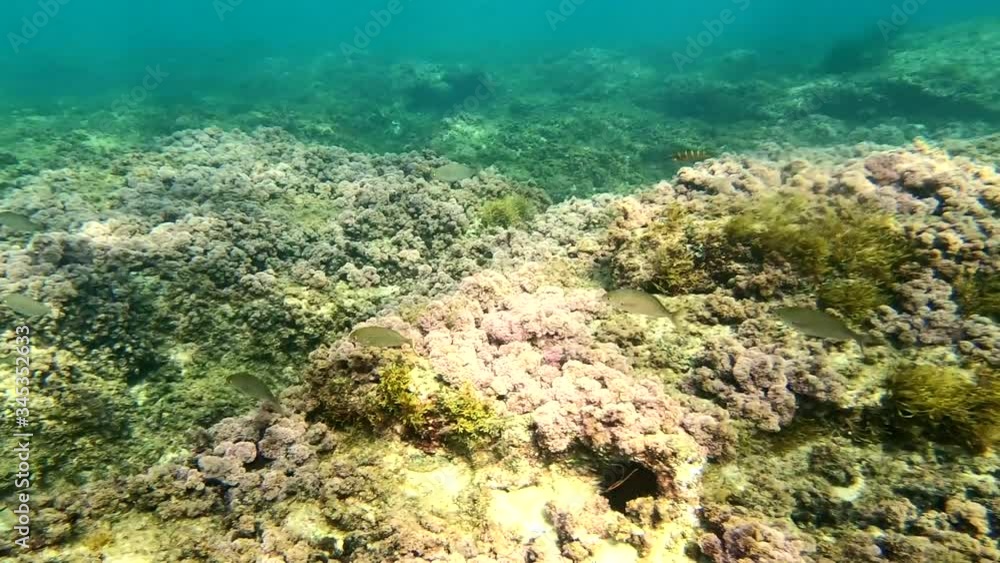 underwater scene with rocks reef and fishes underwater scene with rocks reef and fishes