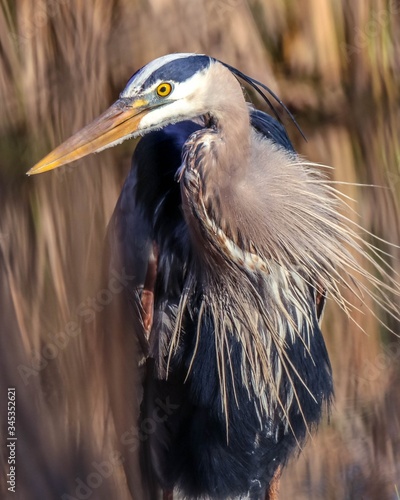 Fotografie Great blue heron portrait in natural setting in Minnesota