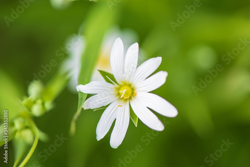 Summer forest flower. Photographed close-up.