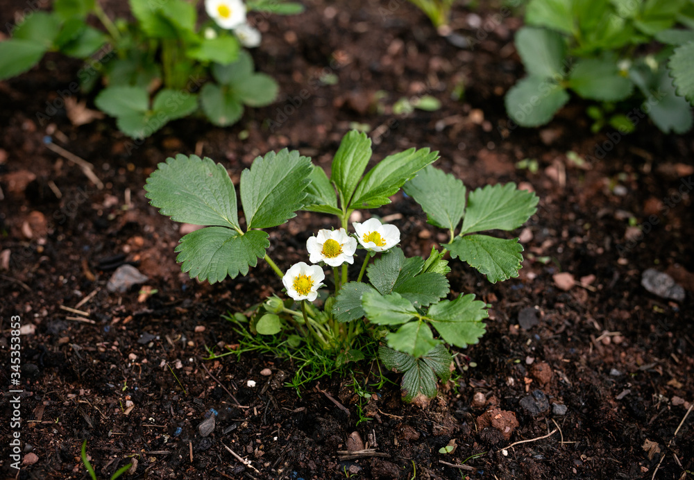 three strawberry flowers in spring kitchen garden in raised bed