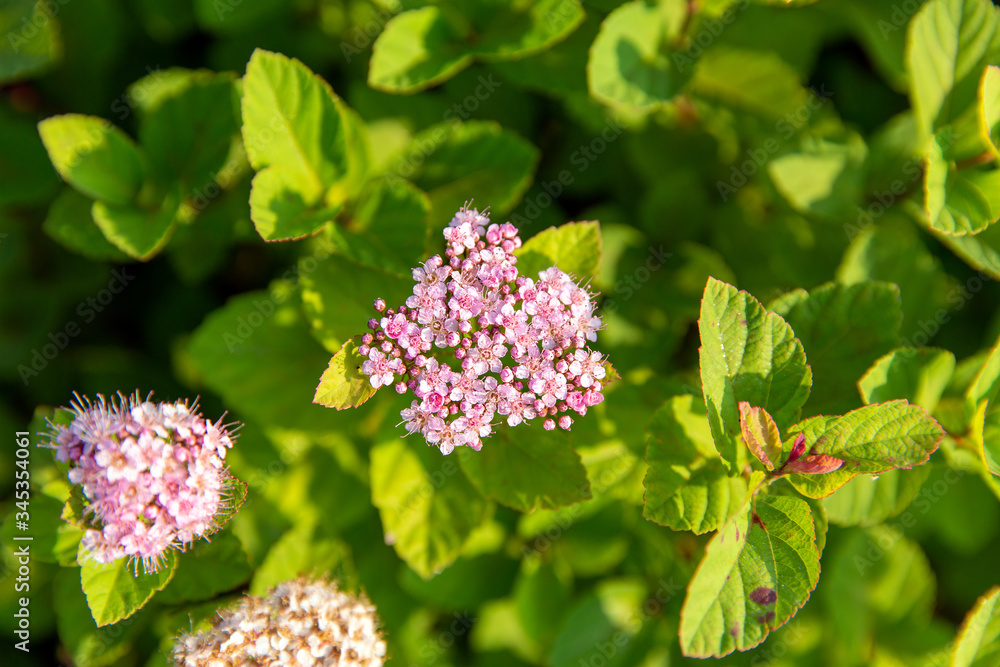 Nature background of multicolor green, yellow, pink, and red Spiraea Japonica plant in bloom Nature background of multicolor green, yellow, pink, and red Spiraea Japonica plant in bloom