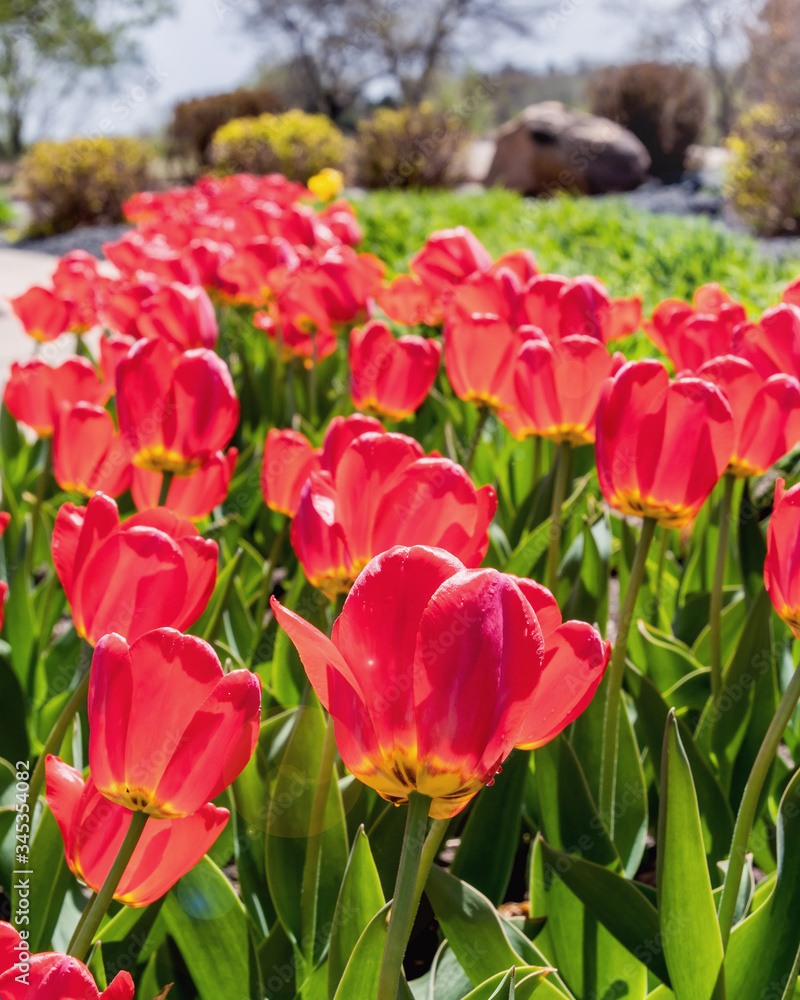 Tulips are blooming in spring Tulips are blooming in spring