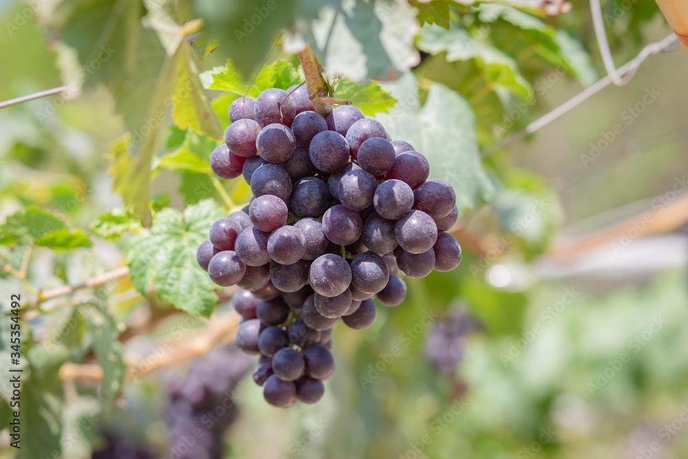 Harvest grapes. View of vineyard with bunches of ripe grapes.