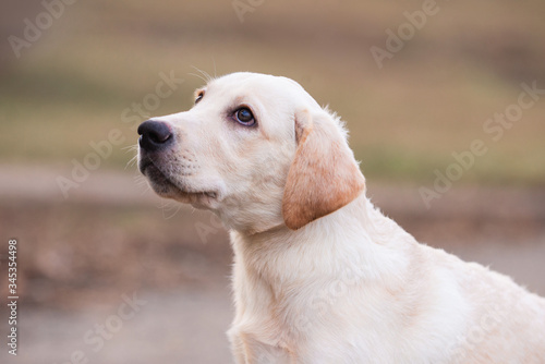 Dog photo, dog, retriever, Labrodor, Labrodor retriever, Golden Retriever, dog, Labrador puppy photo