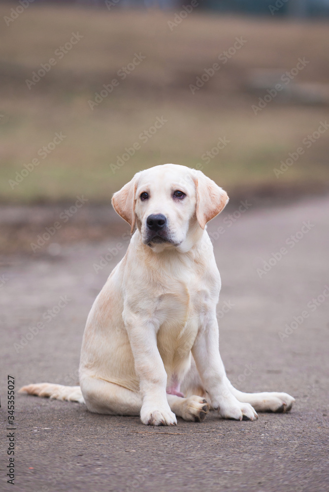 Dog photo, dog, retriever, Labrodor, Labrodor retriever, Golden Retriever, dog, Labrador puppy
