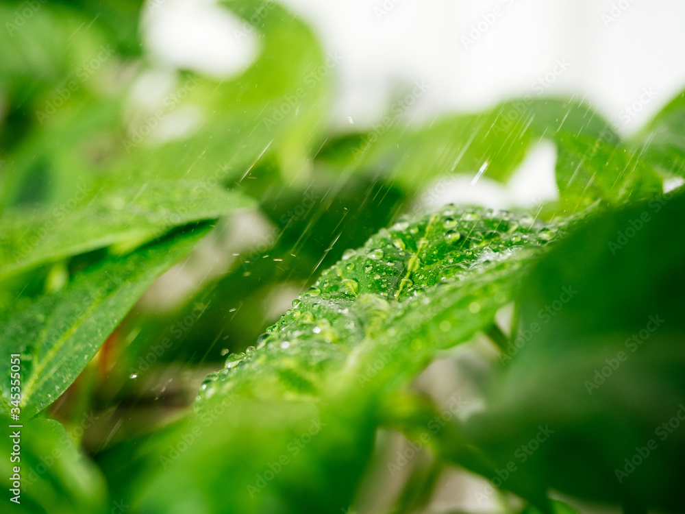 Raindrops on green fresh leaves of plants close-up. Irrigation of seedlings and plants, watering and care. Spraying seedlings from insects. Bright juicy green background, spring concept Raindrops on green fresh leaves of plants close-up. Irrigation of seedlings and plants, watering and care. Spraying seedlings from insects. Bright juicy green background, spring concept