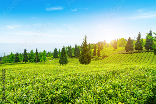 Tea plantation on the top of the mountain