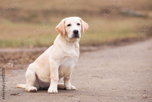 Dog photo, dog, retriever, Labrodor, Labrodor retriever, Golden Retriever, dog, Labrador puppy