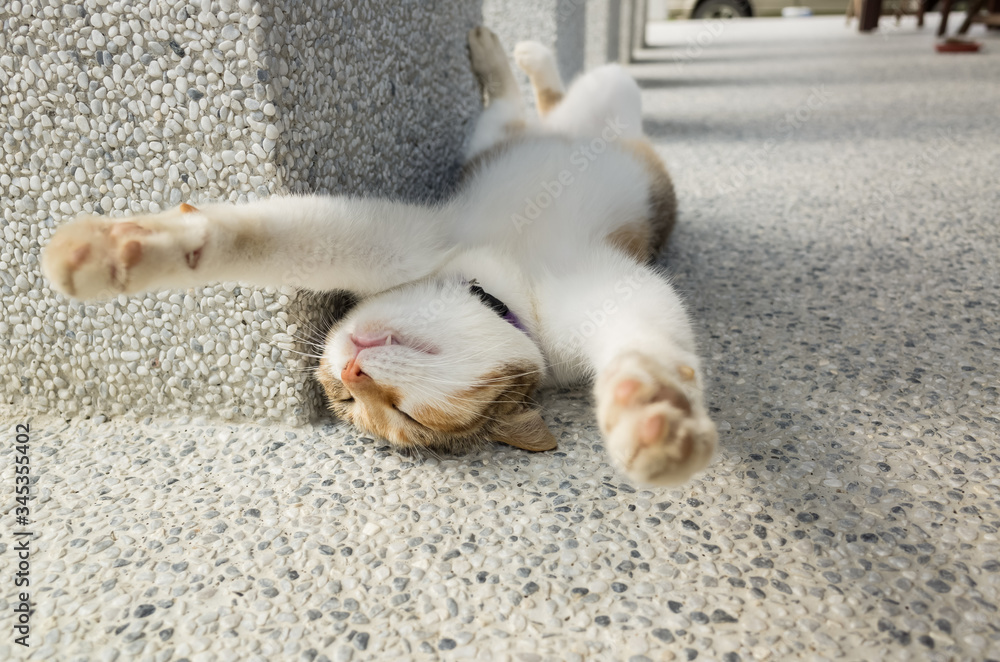 Fototapeta premium funny cat sleep