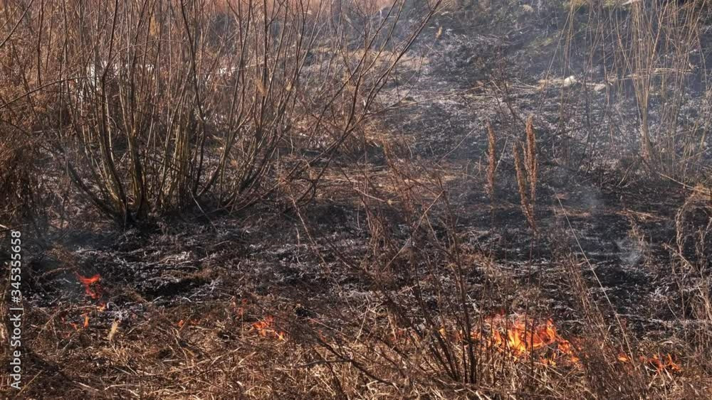 Burning dry grass and reeds.Careless handling of fire or arson. Burning dry grass and reeds.Careless handling of fire or arson.