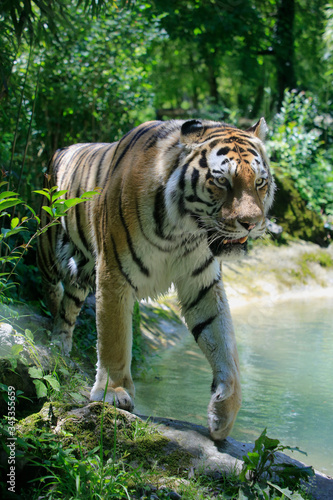 K  nigstiger  Panthera tigris tigris  auch Bengal-Tiger oder Indischer Tiger  geht am Wasserrand