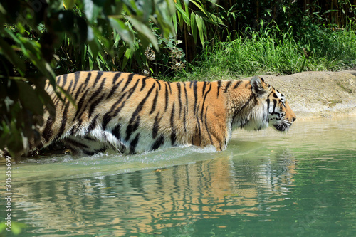 Königstiger (Panthera tigris tigris) auch Bengal-Tiger oder Indischer Tiger im Wasser