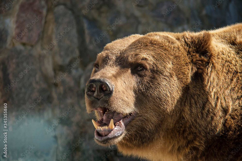 Obraz premium Brown bear in the sun with an open mouth at the zoo