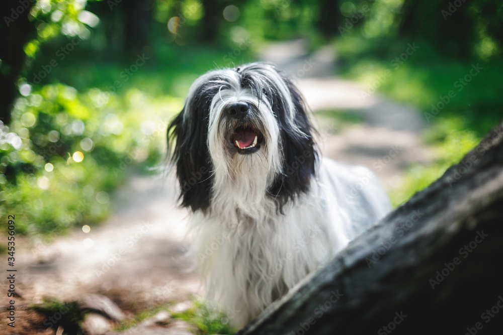Tibetan terrier dog with a curious look and open mouth sitting on road between trees in forest, selective focus Tibetan terrier dog with a curious look and open mouth sitting on road between trees in forest, selective focus