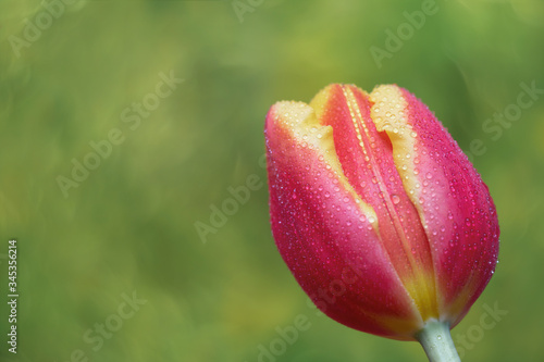 Red and yellow tulip against green background.