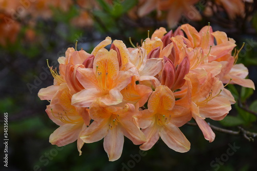 Budding and Blooming Orange Azaleas Flowering in the Spring photo