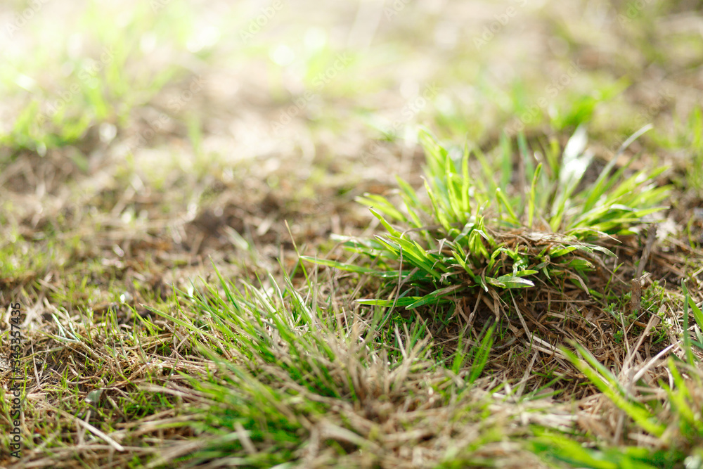 The first spring grass that has just sprouted, at dawn. The first spring grass that has just sprouted, at dawn.