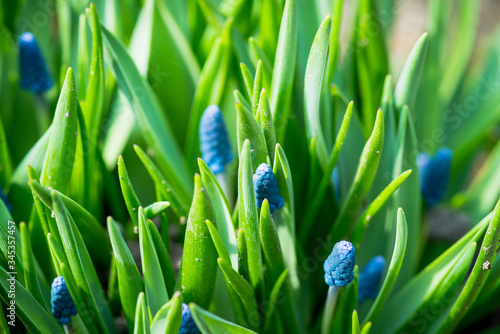 Muscari armeniacum  Blue Grape Hyacinth  blooming in the garden. Selective focus. Shallow depth of field.