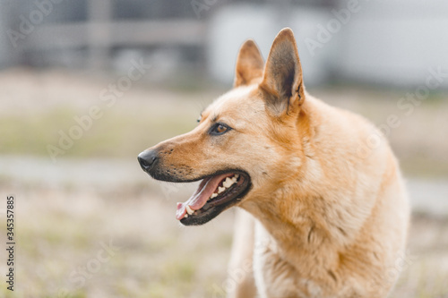 Portrait of a red dog similar to a German shepherd