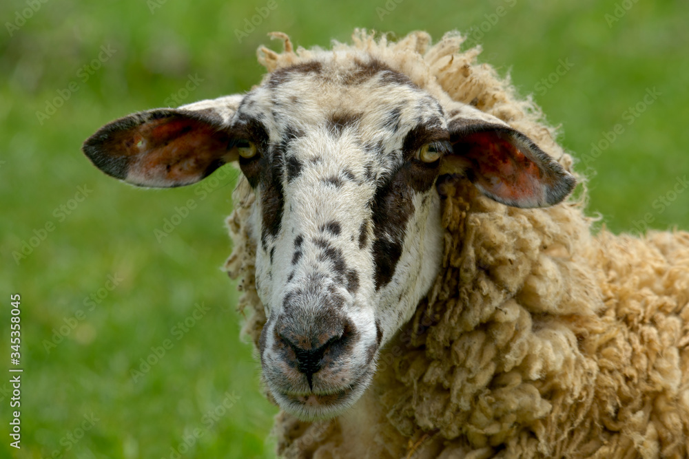 Sheep head on green background, close up view. Sheep Portrait. Sheep head on green background, close up view. Sheep Portrait.