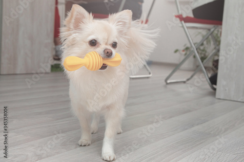 White chihuahua. White dog. Thoroughbred dog with a toy