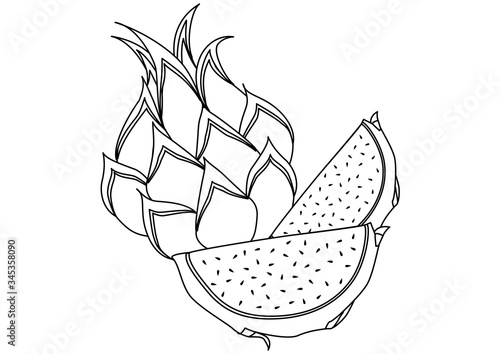 トロピカルフルーツ　ドラゴンフルーツ　線画