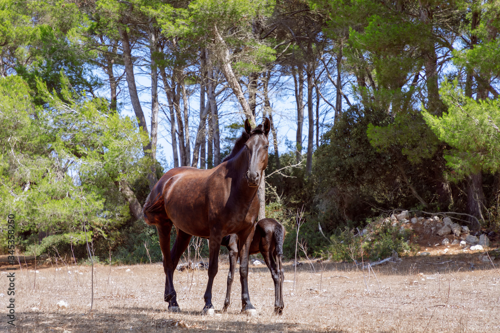 Young beautiful mare (Menorquin horse) with her foal in the pasture. Menorca (Balearic Islands), Spain Young beautiful mare (Menorquin horse) with her foal in the pasture. Menorca (Balearic Islands), Spain