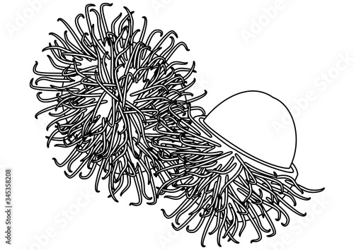 トロピカルフルーツ　ランブータン　線画