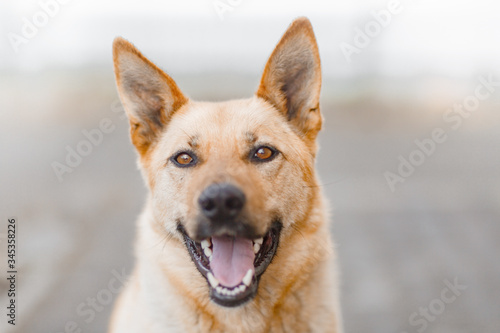 Portrait of a red dog similar to a German shepherd