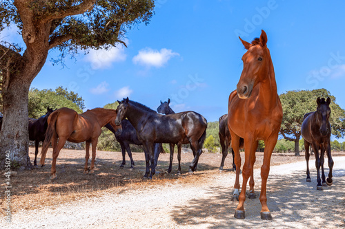 Group of beautiful horses  Menorquin horse  relax in the shade of the trees. Menorca  Balearic Islands   Spain