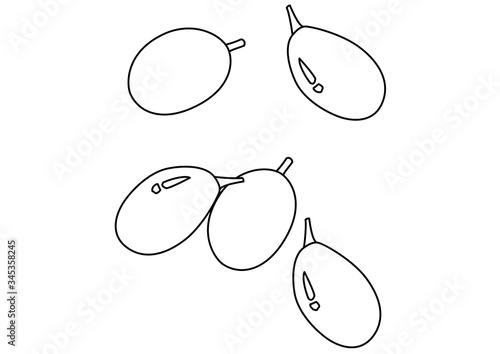 トロピカルフルーツ　マプラーン　線画