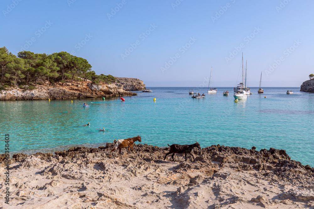 Fototapeta premium Seascape view of the famous bay Cala Turqueta with two walking goats in the foreground. Menorca, Balearic islands, Spain