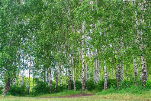 Birch grove  summer  cloudy  bright green leaves  white tree trunks