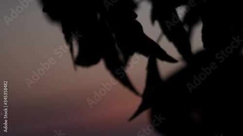 Maple bonsai and sunset timelapse
