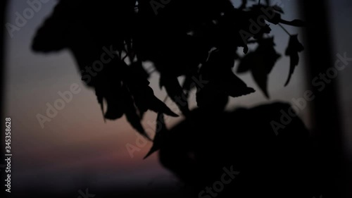 Maple bonsai and sunset timelapse