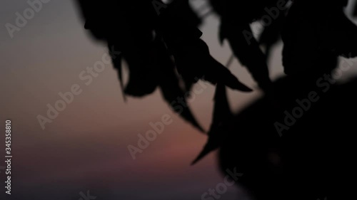 Maple bonsai and sunset timelapse