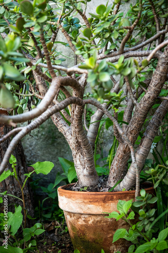 detail of a Mediterranean style garden in Barcelona in the first days of spring