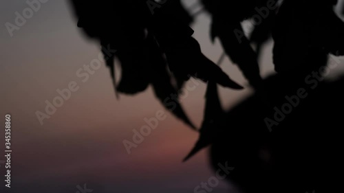 Maple bonsai and sunset timelapse
