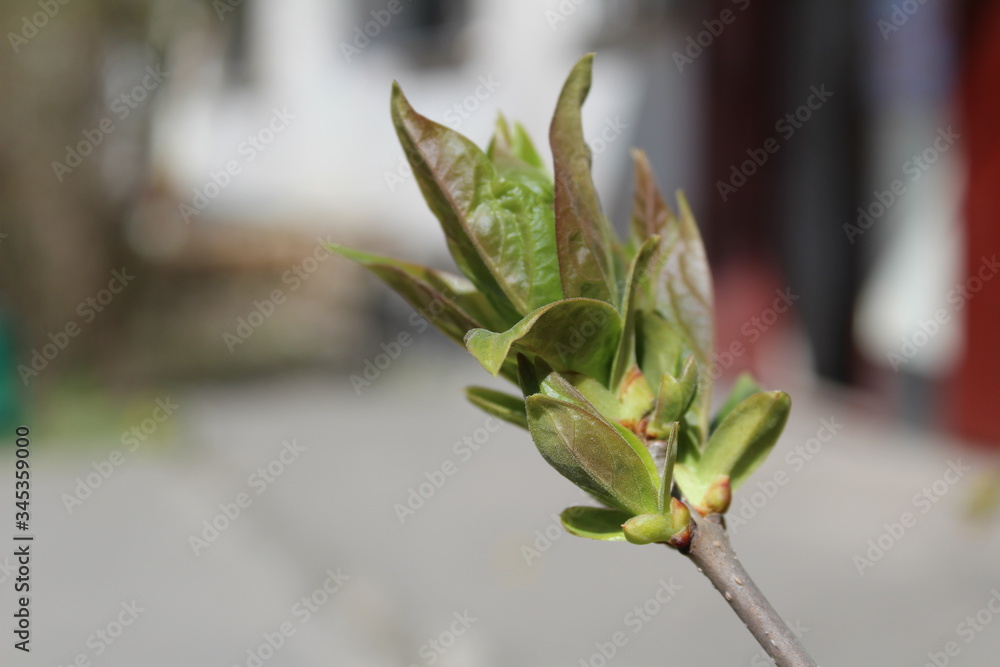 budding buds with small leaves on tree branches in spring budding buds with small leaves on tree branches in spring