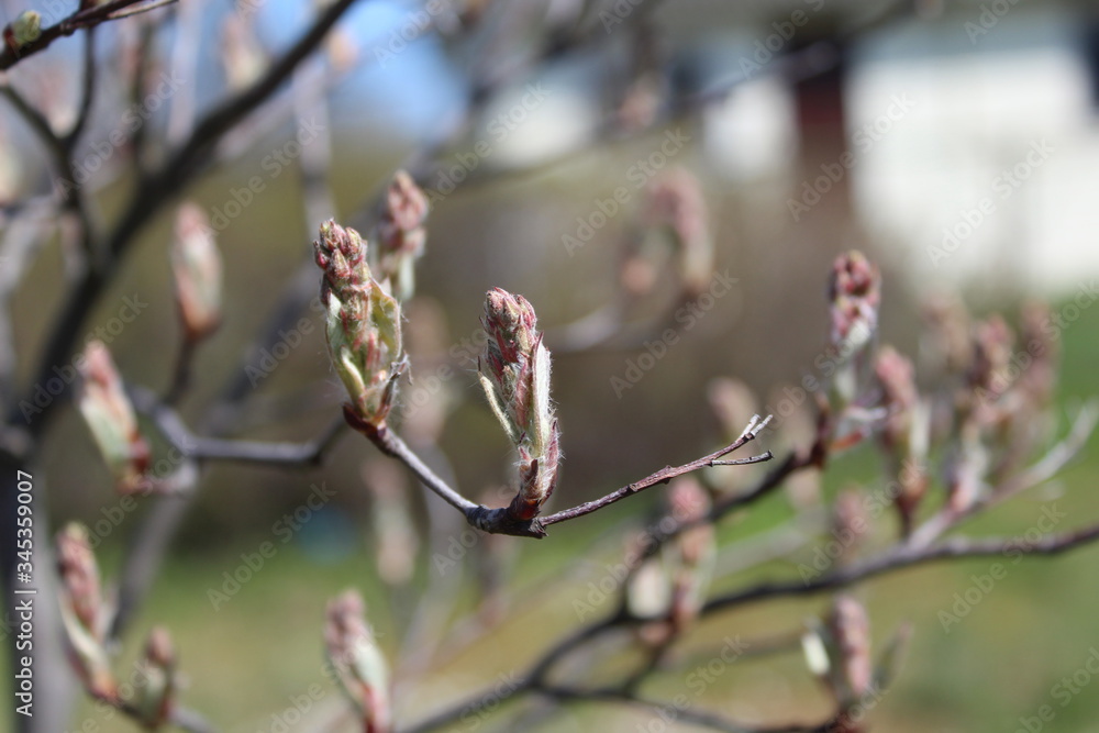 budding buds with small leaves on tree branches in spring