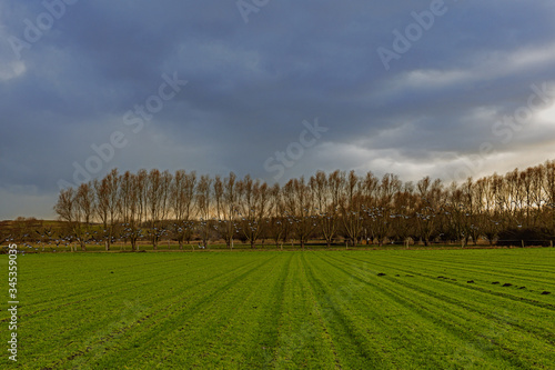 Start des Fluges von Wildgänsen über  grüner Ackerfläche im Februar-Himmel kurz vor dem Regen photo