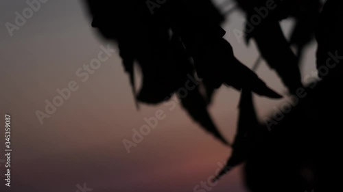 Maple bonsai and sunset timelapse