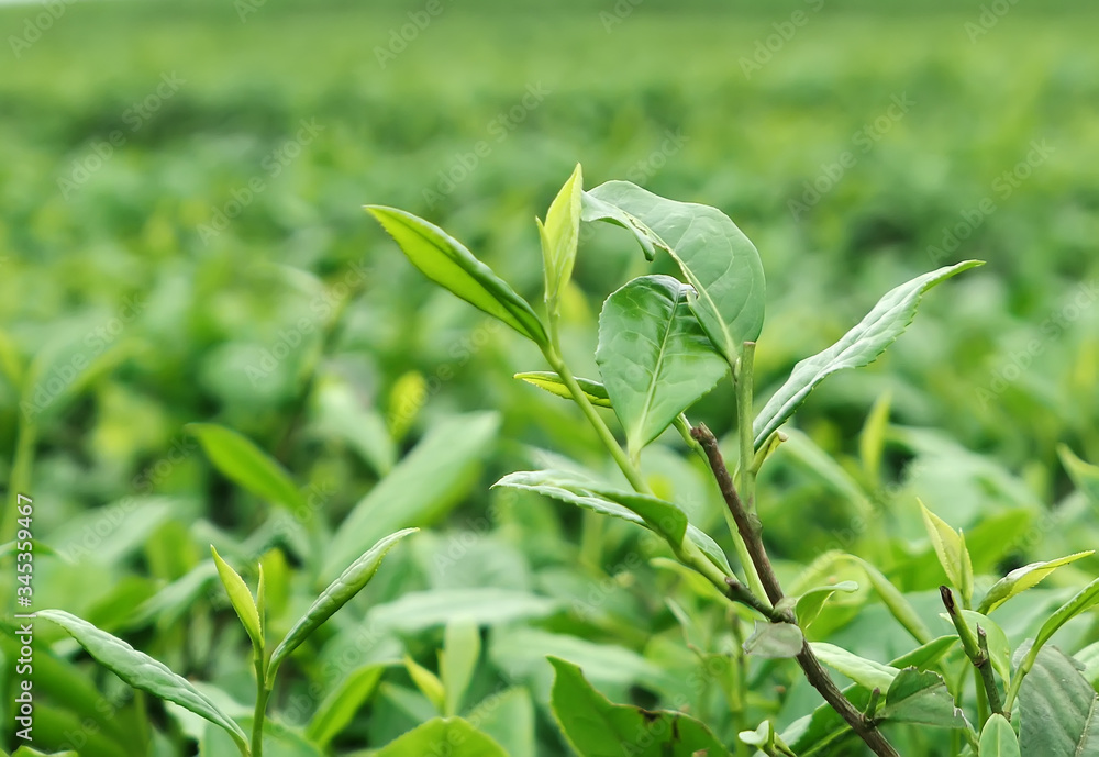 Obraz premium Tea plantation on the top of the mountain