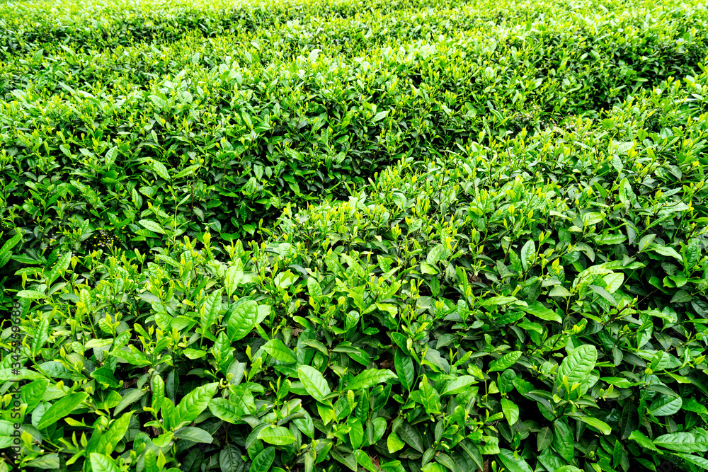 Tea plantation on the top of the mountain