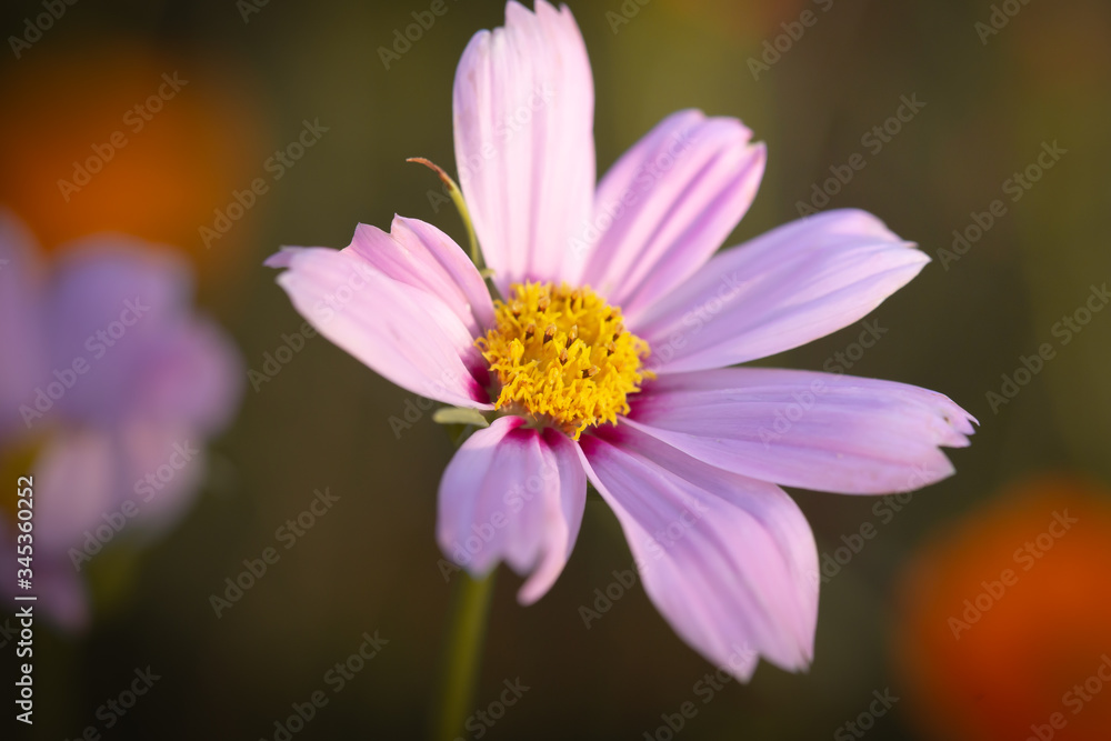 pink and yellow flower pink and yellow flower
