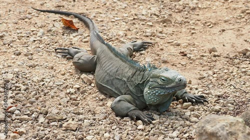 Blue iguana (Cyclura lewisi), Queen Elizabeth II Botanic Park, North Side, Grand Cayman, Cayman Islands photo